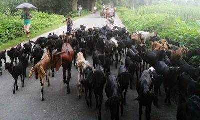 ছাগল পালনে স্বাবলম্বী হাজারো প্রান্তিক নারী