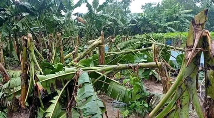 সখীপুরে কৃষকদের দেড় কোটি টাকার ক্ষয়ক্ষতি