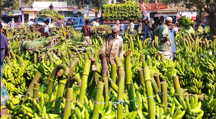 কলা চাষে ঝুঁকছেন টাঙ্গাইলের চাষিরা