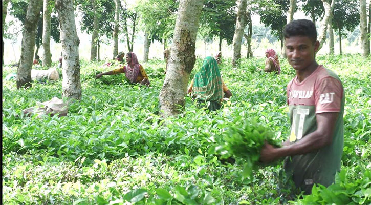 পঞ্চগড়ে উদ্বোধন হচ্ছে চায়ের তৃতীয় নিলাম কেন্দ্র