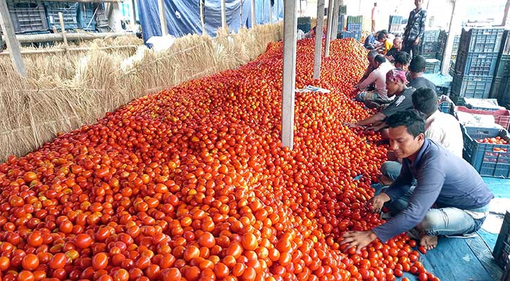 কোটি টাকার টমেটোর বাজারে হিমাগার স্থাপনের দাবি