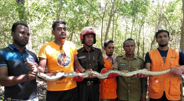 ১১ ফুট লম্বা অজগর উদ্ধার