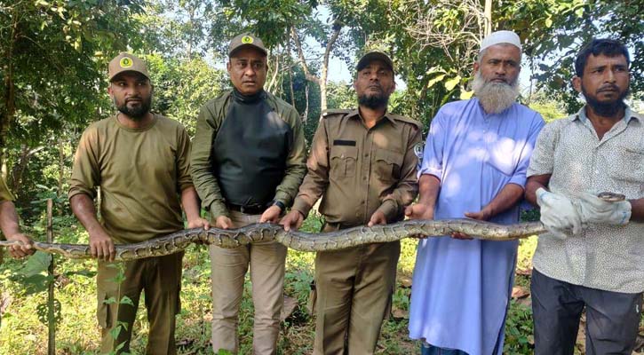 ১৭ কেজি ওজনের অজগর অবমুক্ত