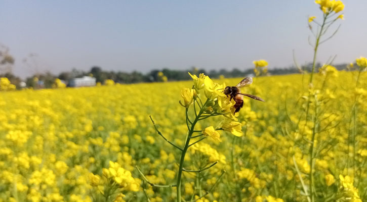 সরিষার ফলন ভালো, সয়াবিনের ওপর চাপ কমার আশা কৃষকদের