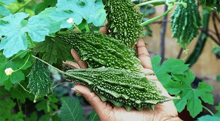সবজি চাষ করার উপযুক্ত জায়গা
