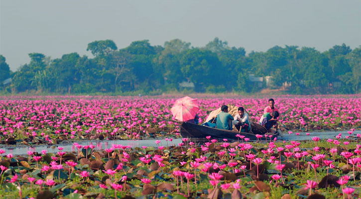 লাল শাপলার অরণ্য বিকি বিল