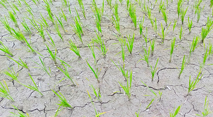 ভরা বর্ষায়ও নেই বৃষ্টি, আমন নিয়ে দুশ্চিন্তায় কৃষক