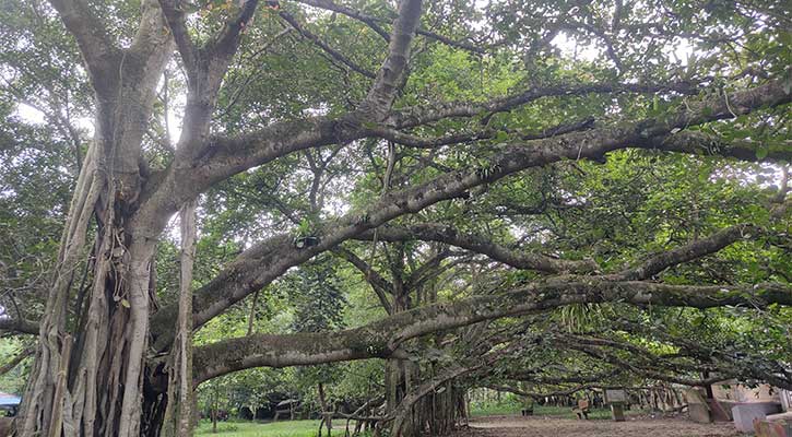 এশিয়ার বৃহত্তম বটগাছ পড়ে আছে অযত্ন-অবহেলায়