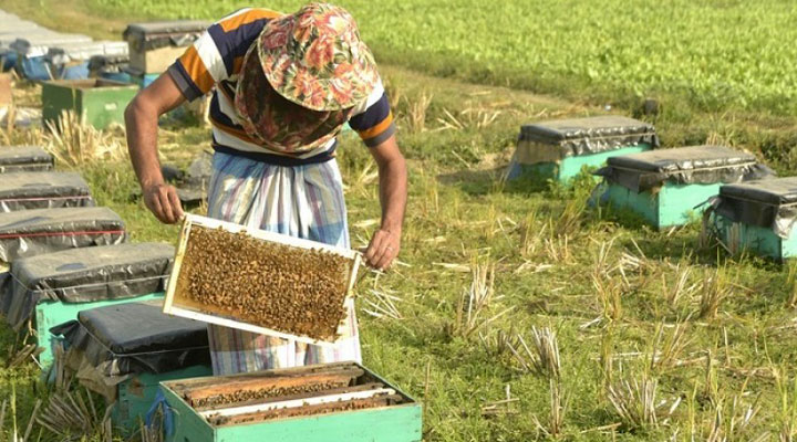 সপ্তাহে আড়াই মণ মধু সংগ্রহ করছেন সুমন আলী