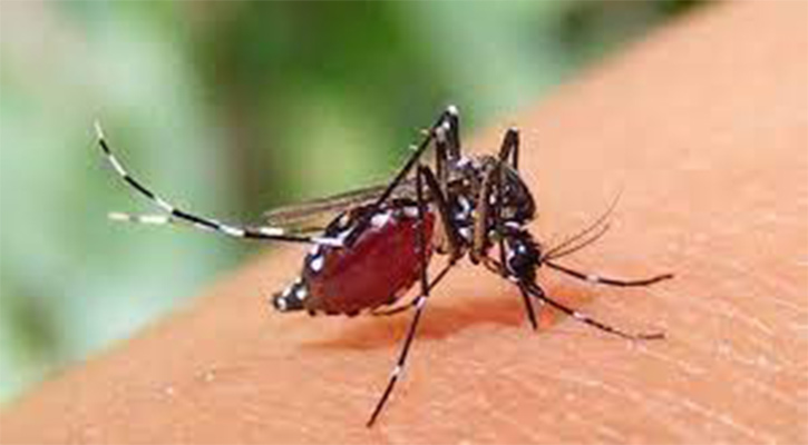 ডেঙ্গুতে ২ জনের মৃত্যু, হাসপাতালে ভর্তি ১৬৩