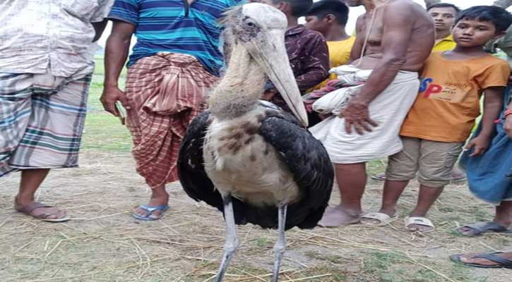 দিনাজপুরে বিরল প্রজাতির পাখি উদ্ধার