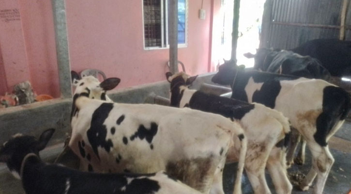 আলফাডাঙ্গায় ছড়িয়ে পড়েছে গরুর ক্ষুরা রোগ
