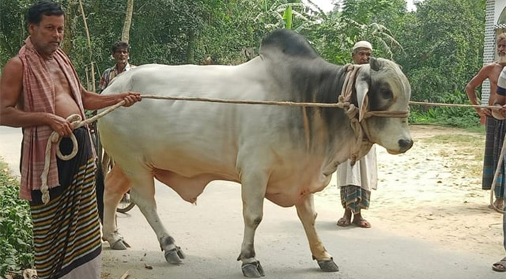 বঙ্গবন্ধু ও প্রধানমন্ত্রীর নামে কোরবানি দিলেন কৃষক দম্পতি