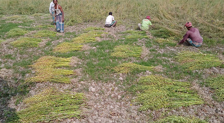 ফাও ফসল সরিষাতে কৃষকের বাজিমাত