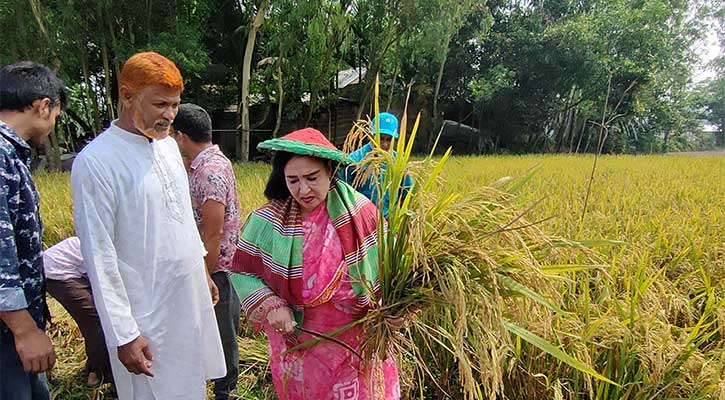 কৃষকের ধান কেটে দিলেন ধর্ম প্রতিমন্ত্রী