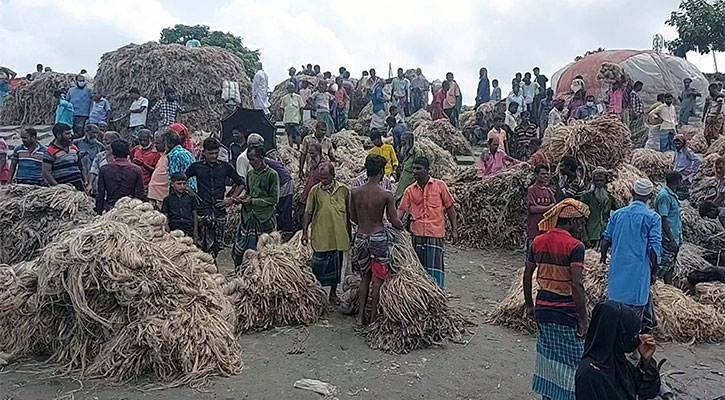 গুঠাইলে প্রতি হাটে বিক্রি হয় ৩ কোটি টাকার পাট