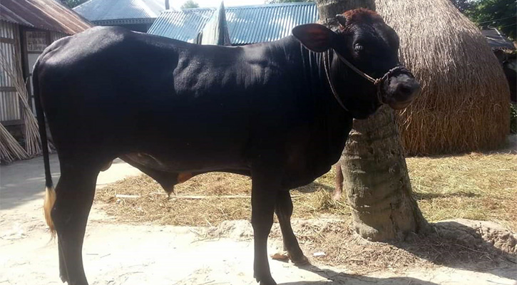 কক্সবাজারের ‘কালোমানিকের’ দাম ৮ লাখ