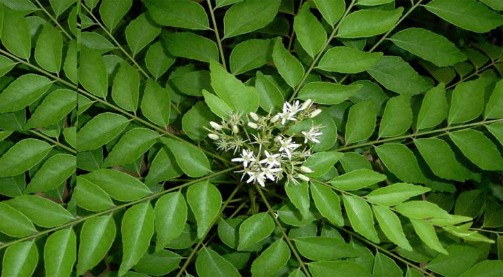 কারিপাতার গুণাগুণ শুনে অবাক হবেন!