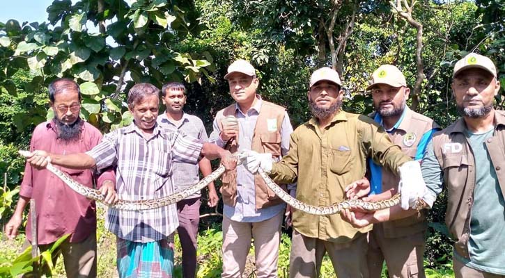 কাপ্তাইয়ে দুটি অজগর অবমুক্ত