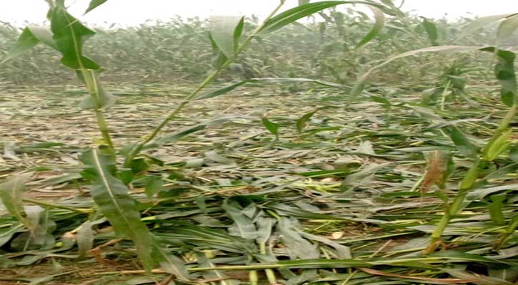 হাতির তাণ্ডবে অতিষ্ট কুড়িগ্রামবাসী