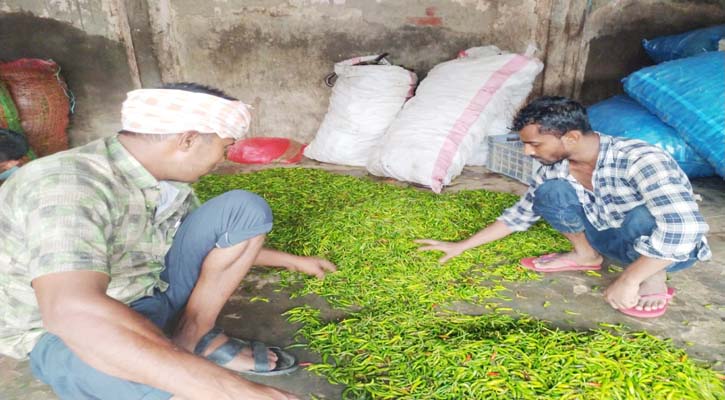 কুড়িগ্রামে ফের কাঁচা মরিচের বাজার গরম