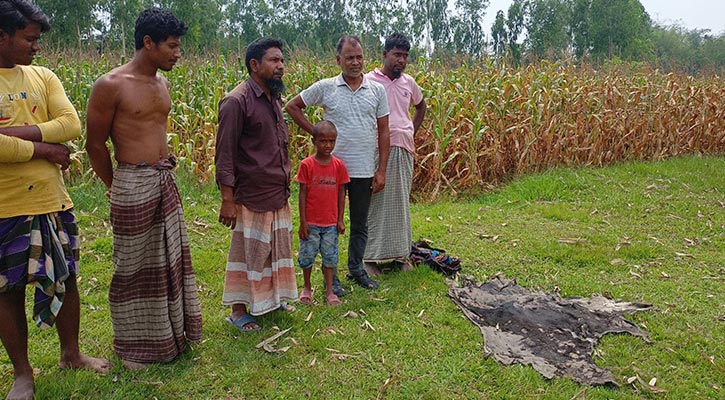 গরু চুরির পর মাংস ভাগ করে নিল দুর্বৃত্তরা