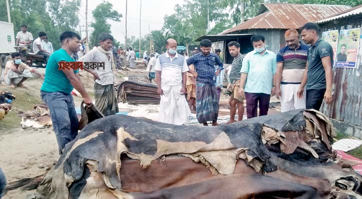 চামড়া নিয়ে বিপাকে মৌসুমি ব্যবসায়ীরা