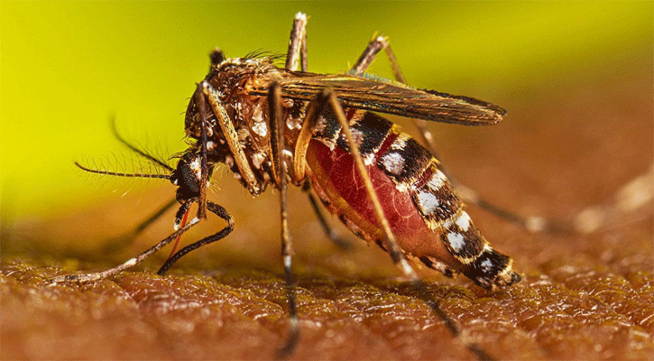 মশারা কত উঁচুতে উড়তে পারে