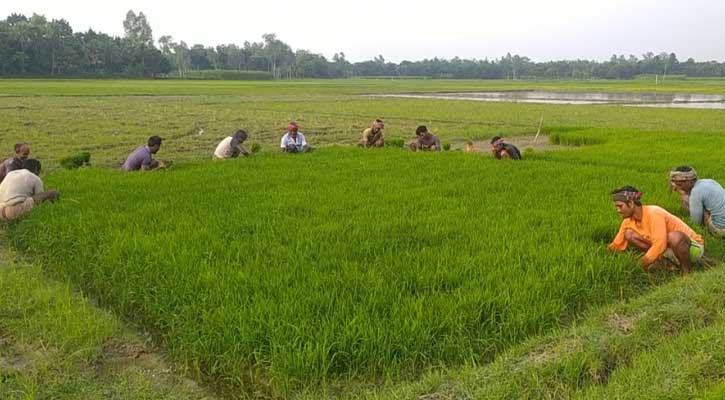 নওগাঁয় আমন ক্ষেত তৈরিতে ব্যস্ত কৃষক