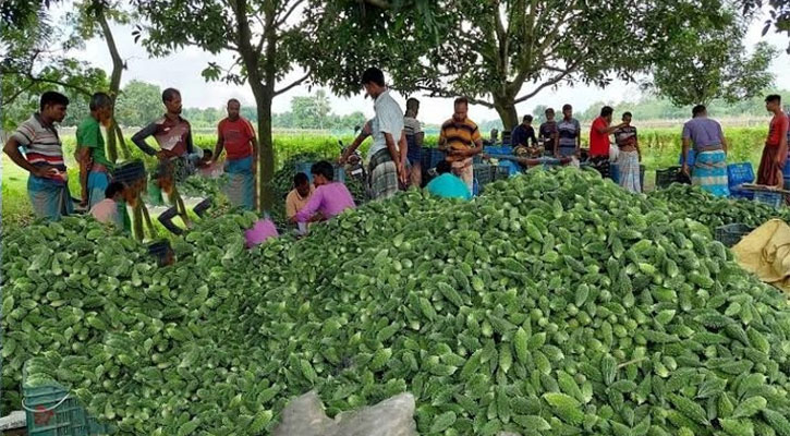 করলা চাষে স্বাবলম্বী নওগাঁর কৃষক