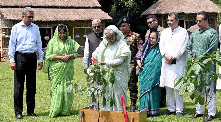 সবাইকে তিনটি করে গাছ লাগানোর আহ্বান প্রধানমন্ত্রীর