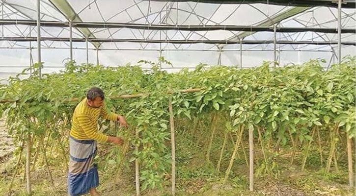 ‘পলিনেট হাউসে’ চাষ হচ্ছে বিষমুক্ত সবজি