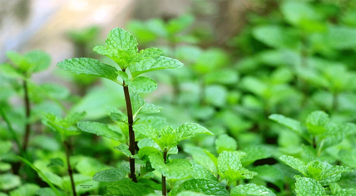 গরমে স্বস্তি দেবে পুদিনা পাতা