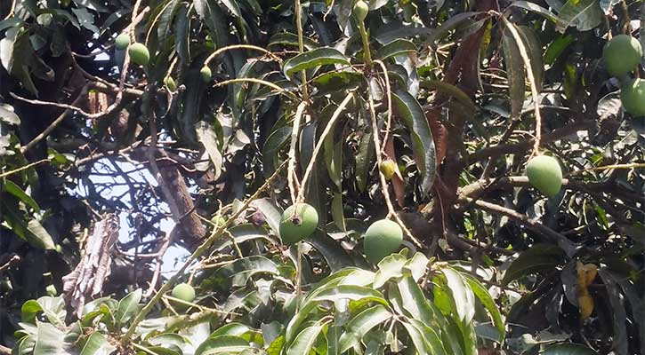 তীব্র দাবদাহে ঝরে পড়ছে আমের গুটি