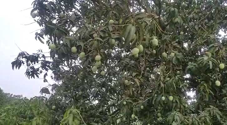 রাজশাহীতে দেড় হাজার কোটি টাকার আম-বাণিজ্যের আশা