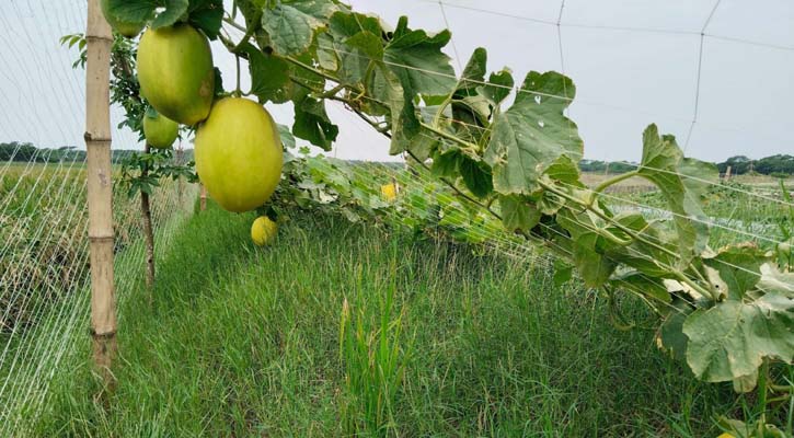 ইউটিউব দেখে ‘সাম্মাম’ চাষ করে সফল তরিকুল