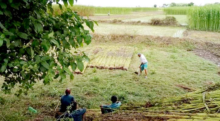 বৃষ্টির অভাবে পাট চাষিদের কপালে চিন্তার ভাঁজ