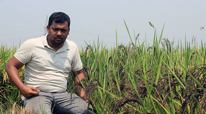 যশোরে চাষ হচ্ছে ভিয়েতনামের কালো ধান