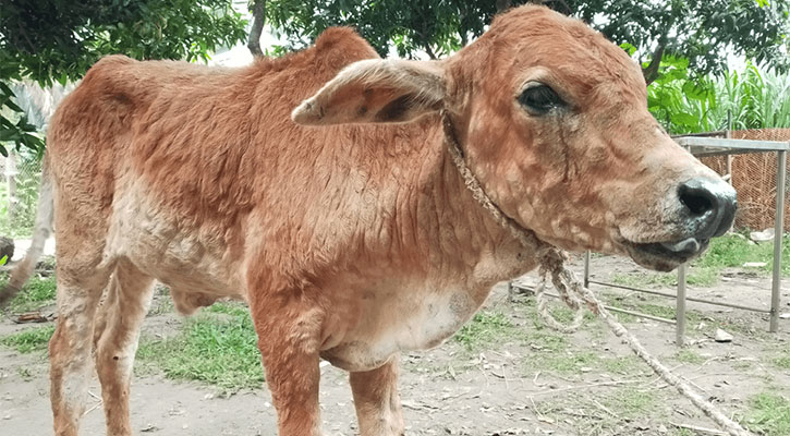 শার্শায় ছড়িয়ে পড়েছে গরুর লাম্পি স্কিন রোগ