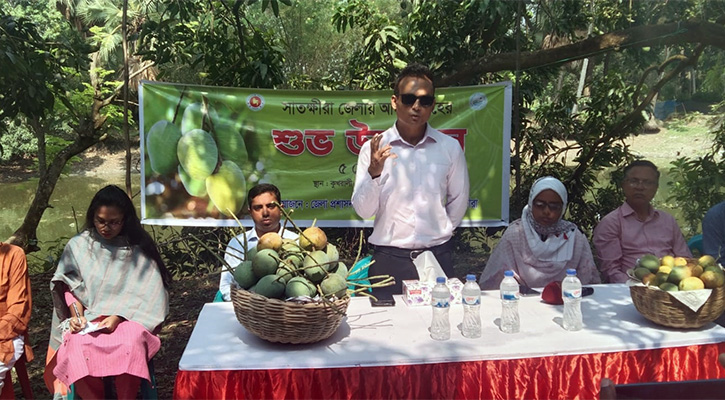 সাতক্ষীরায় প্রথম দফায় আম সংগ্রহ শুরু