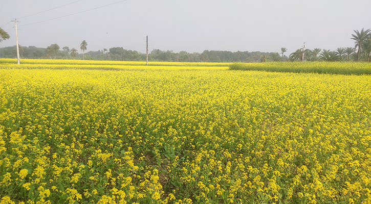 হলুদ চাদরে সেজেছে মাঠের পর মাঠ