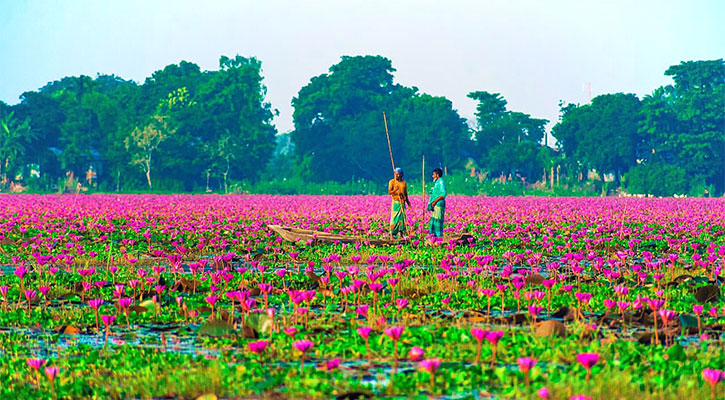 বিকি বিল যেন রঙিন শাপলার ইন্দ্রজাল