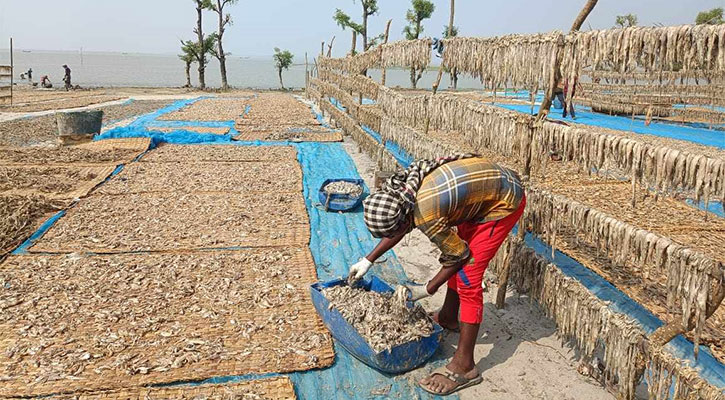 বরগুনায় শুঁটকিপল্লীতে উৎসবের আমেজ