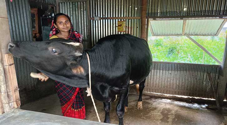 গরু পালন করে স্বাবলম্বী টাঙ্গাইলের চরাঞ্চলের নারীরা