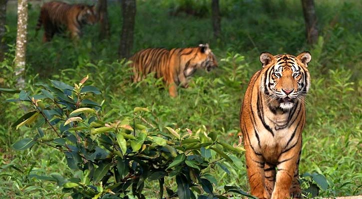 সুন্দরবনে বাঘের সংখ্যা জানা যাবে আগামী ২৯ জুলাই