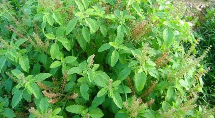 খালি পেটে তুলসী খেলে কী হয়
